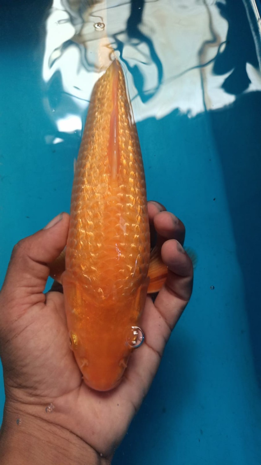 Best In Size E 31-35 Cm