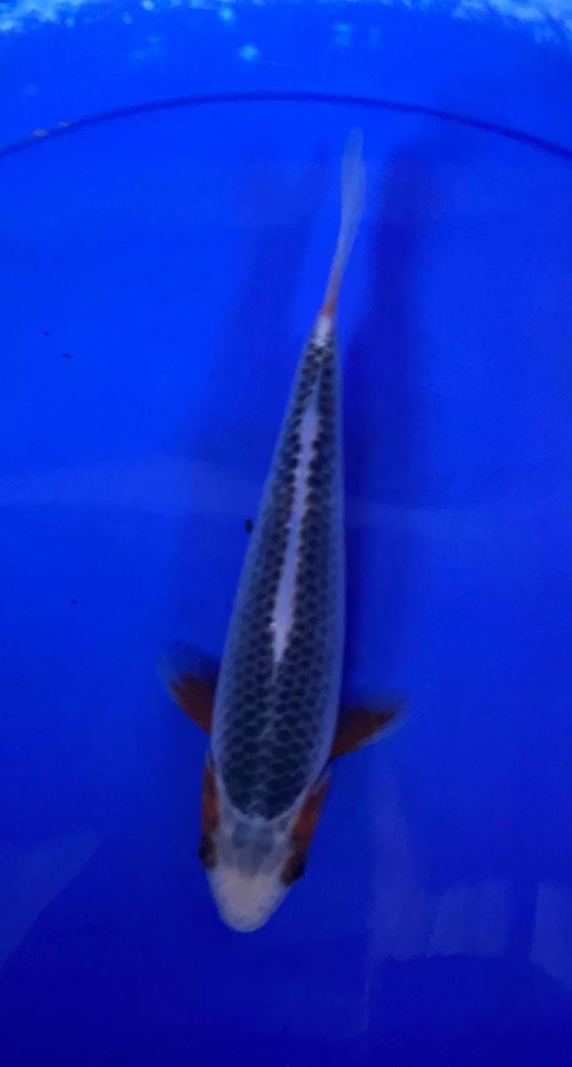Juara 1