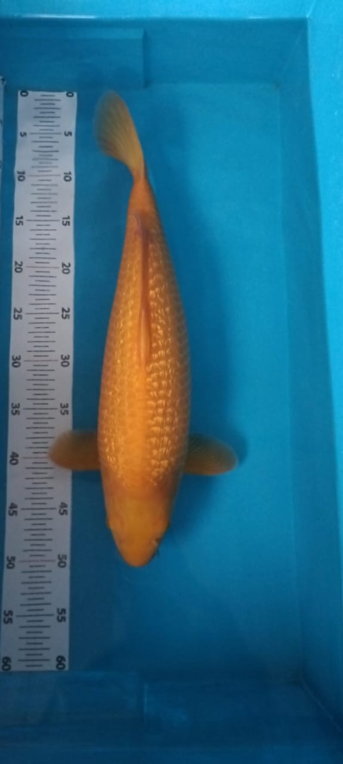 Juara 2