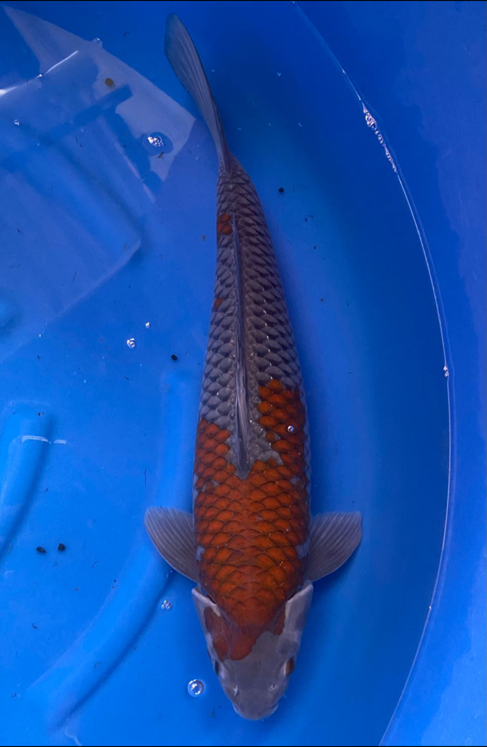 Juara 1