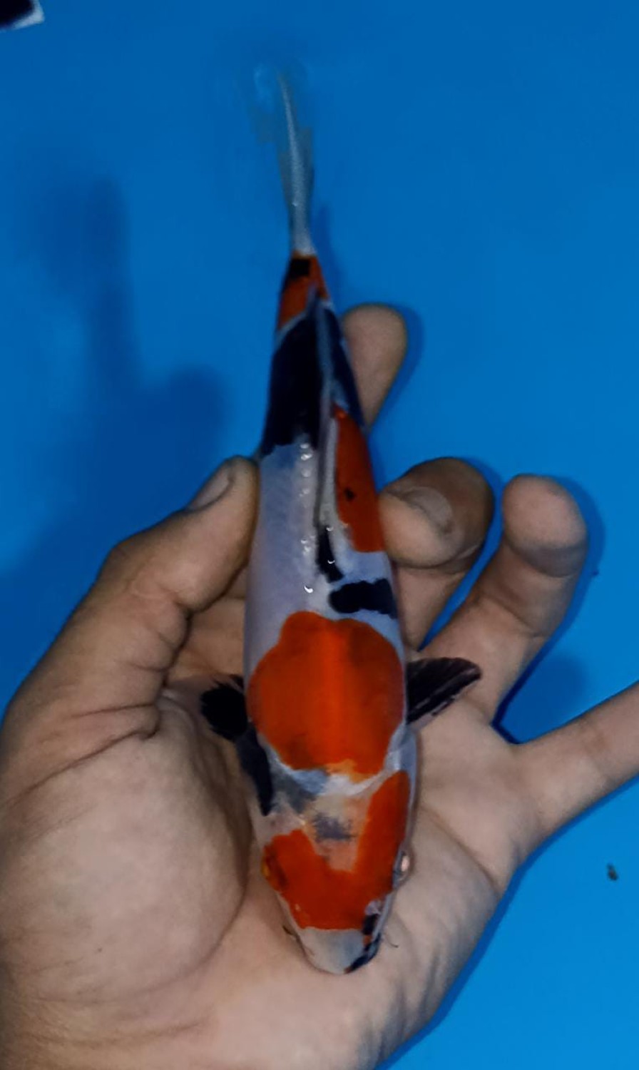 Juara 4