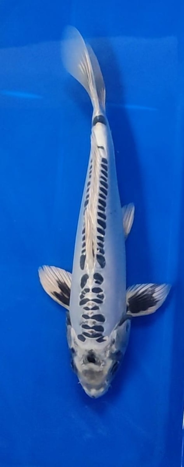 Juara 1