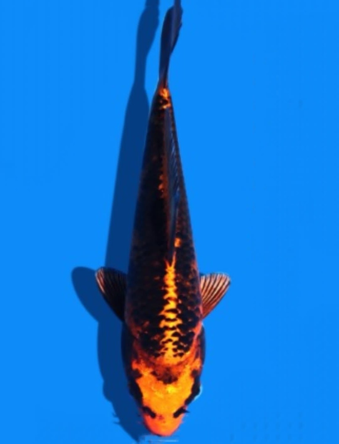 Juara 4