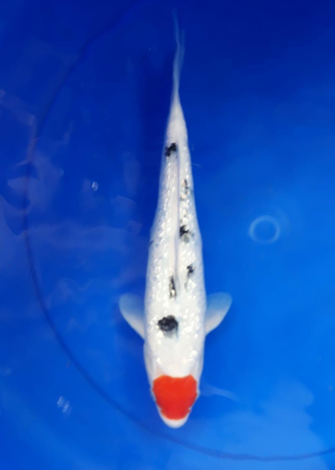 Juara 2
