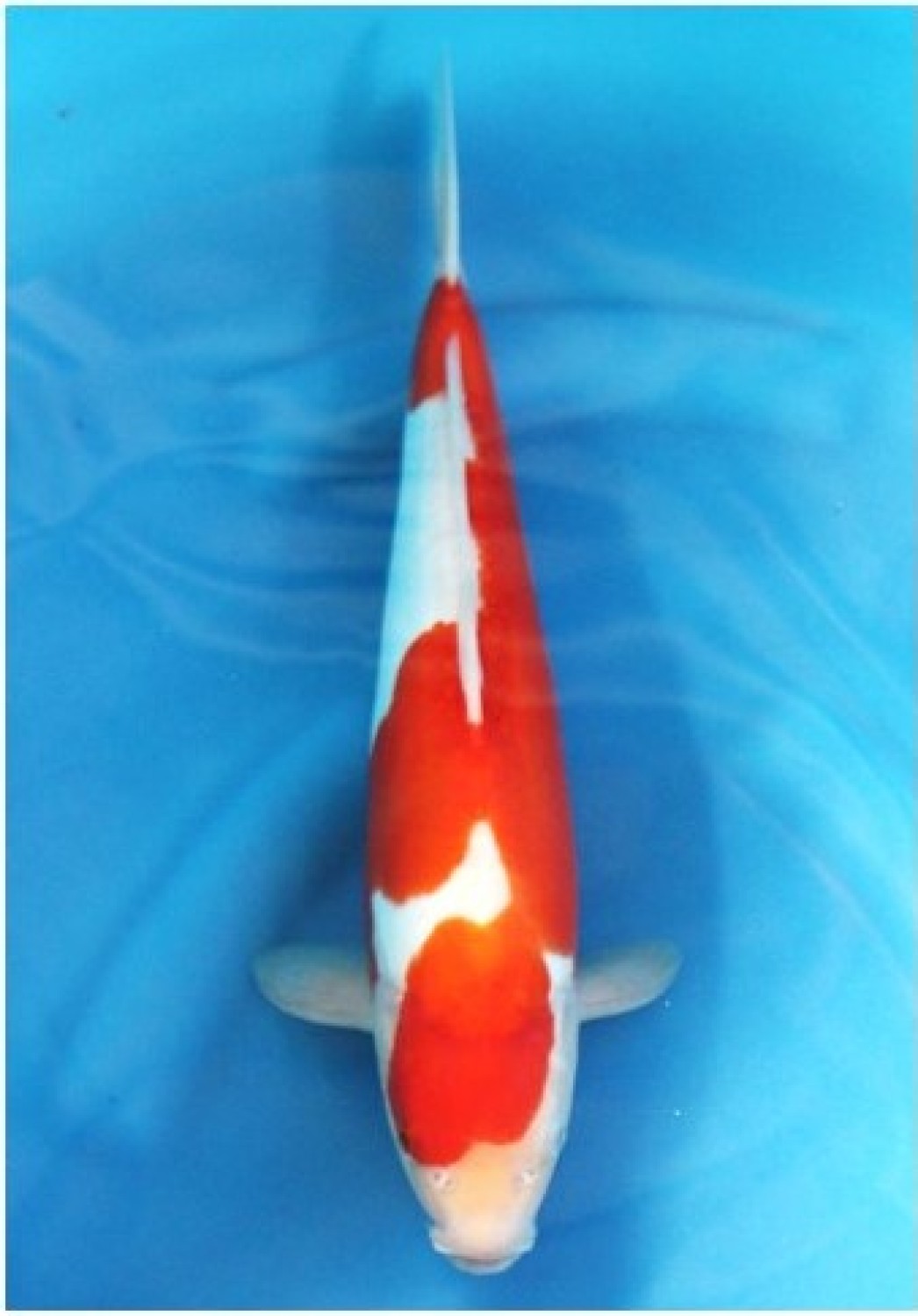 Juara 5