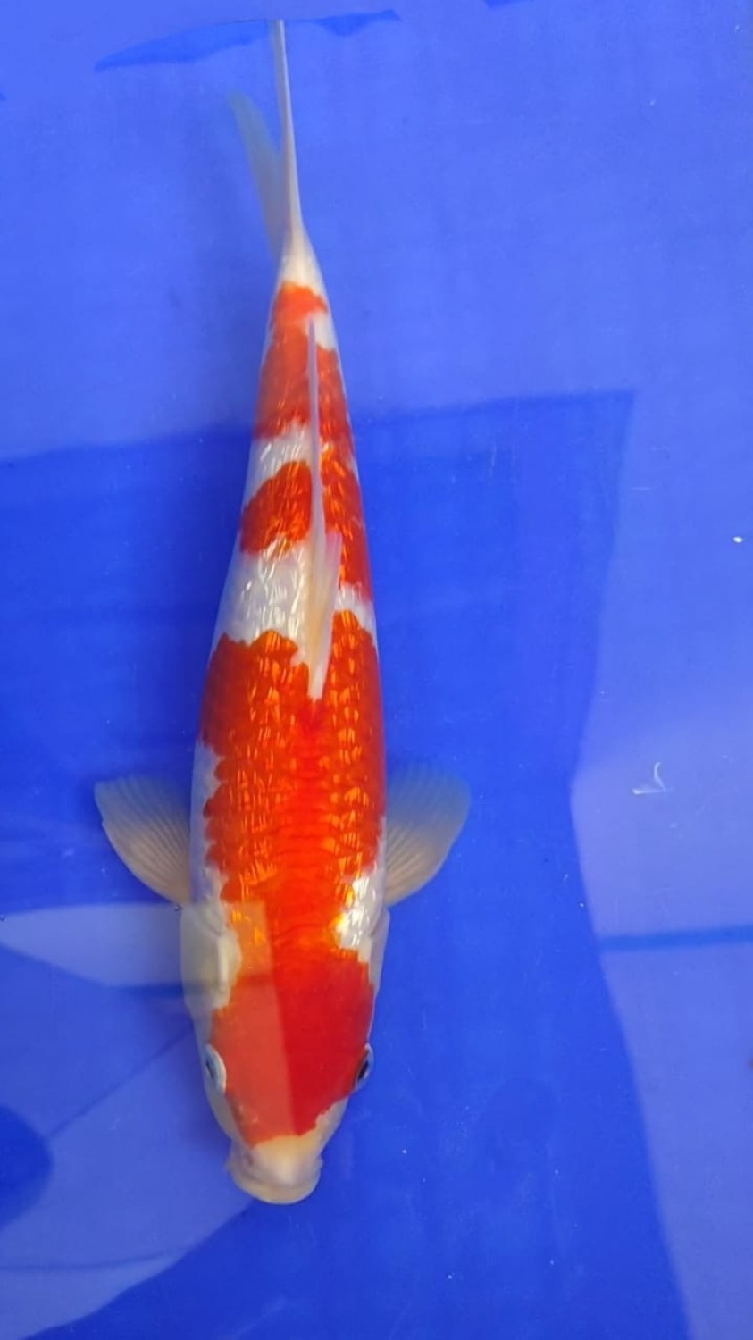 Juara 4