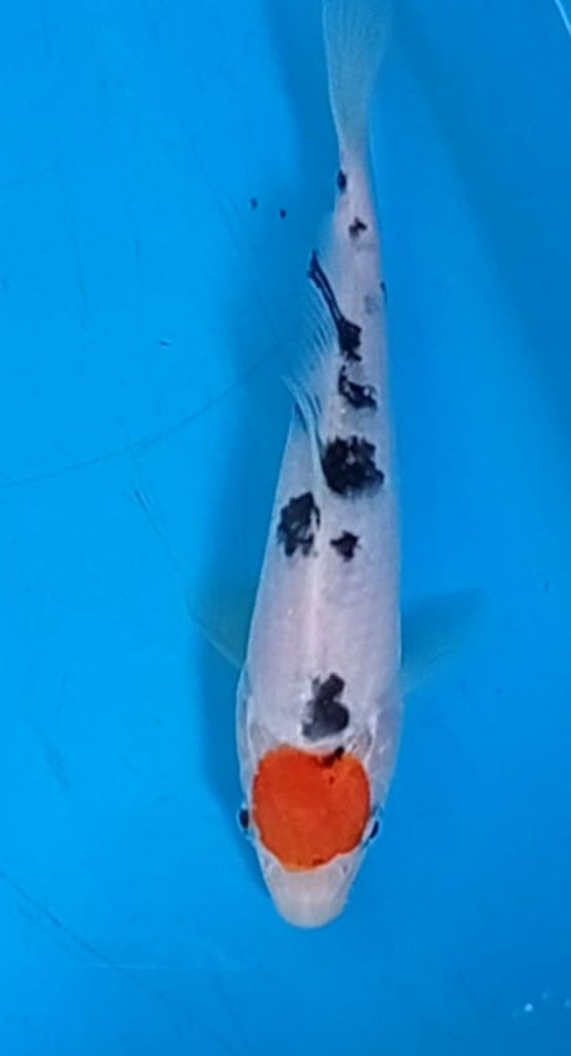 Juara 3