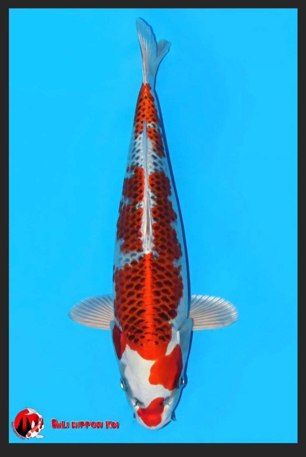 Juara 1