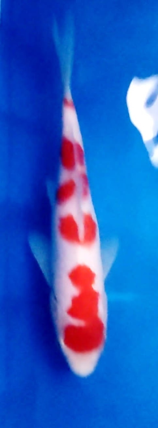 Juara 4