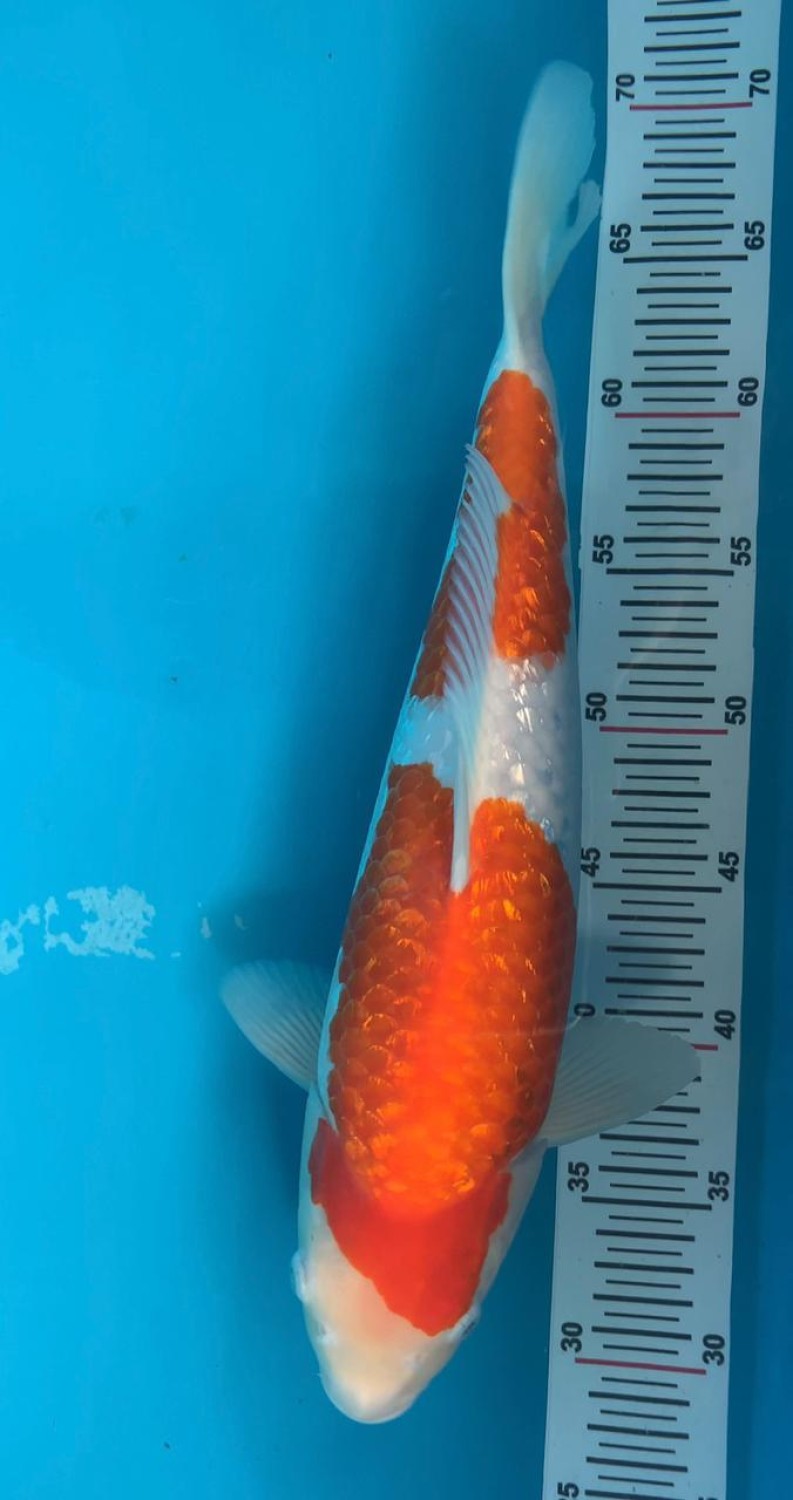Juara 1