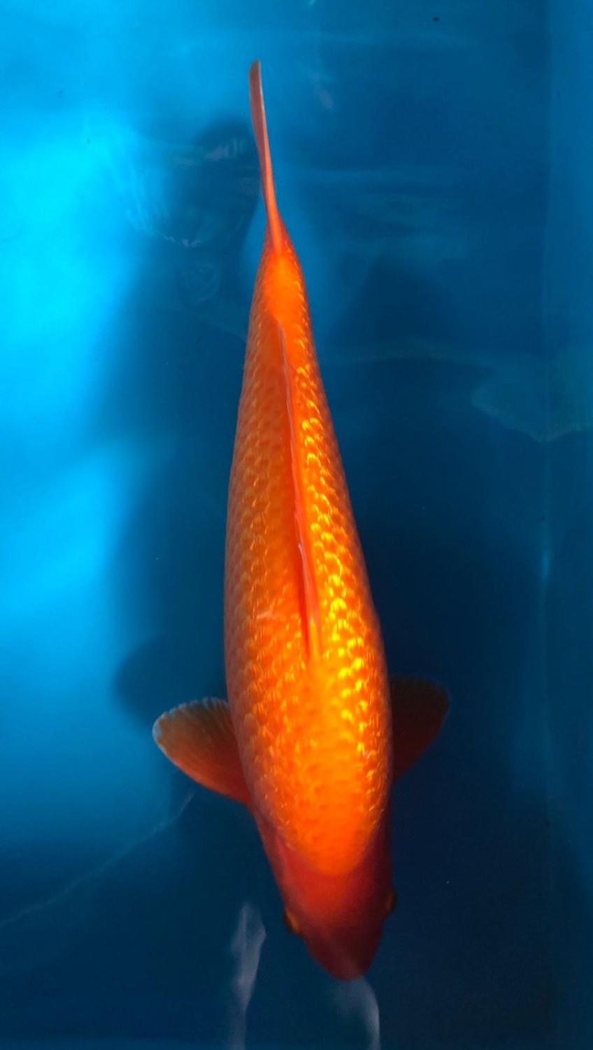 Juara 2