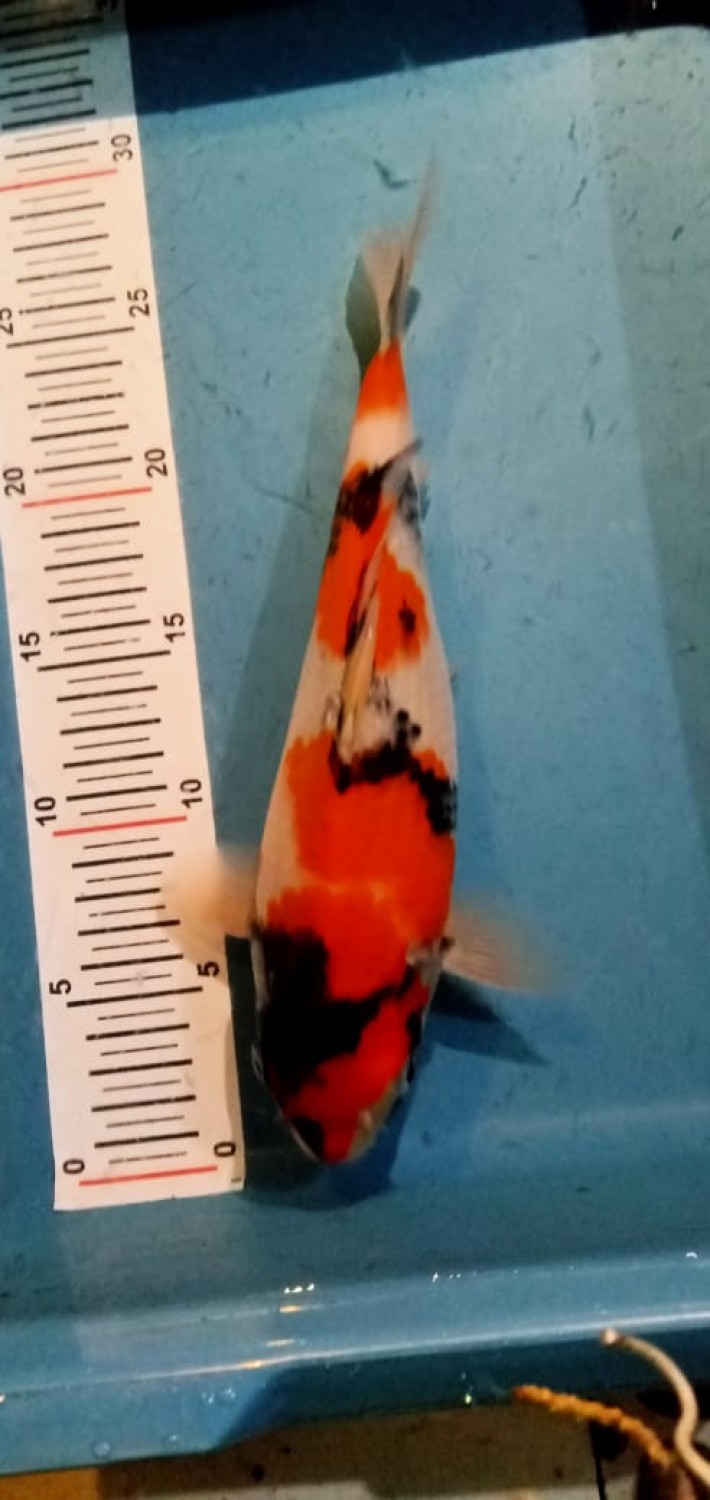 Juara 5
