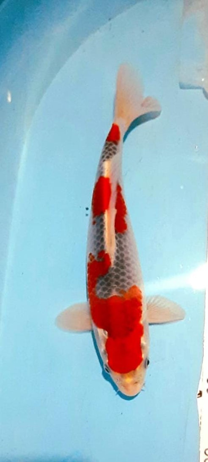Juara 2