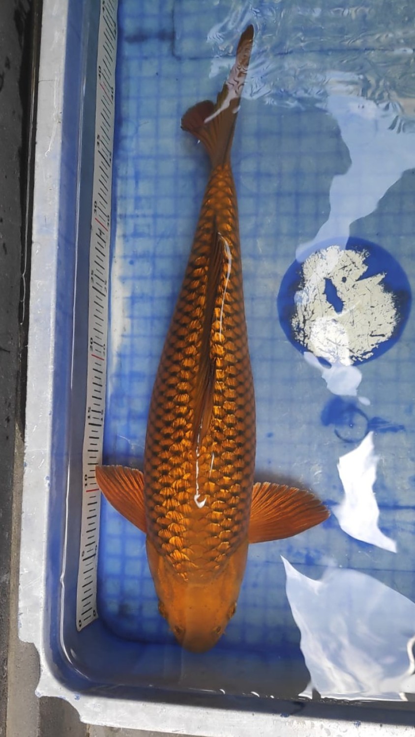 Juara 1