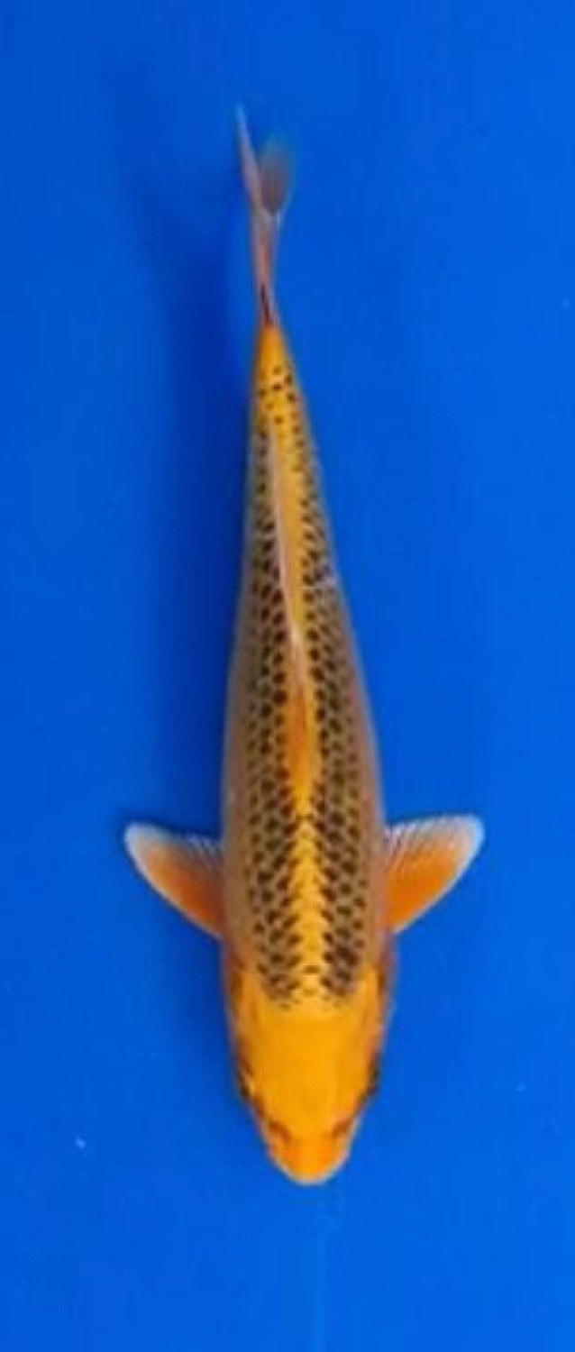 Juara 1