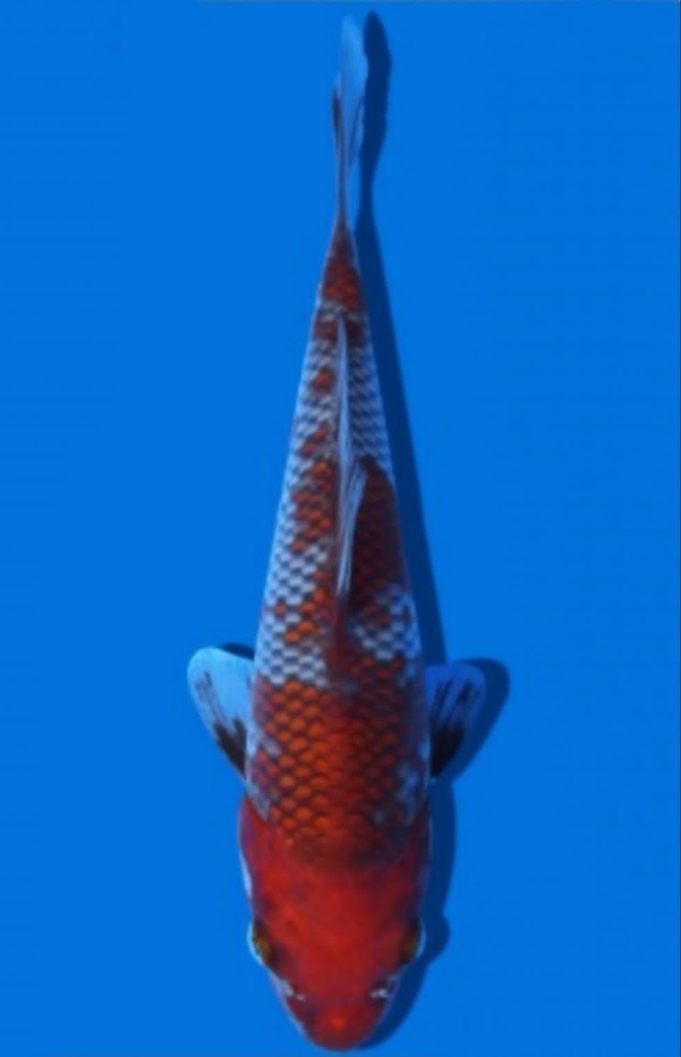Juara 3