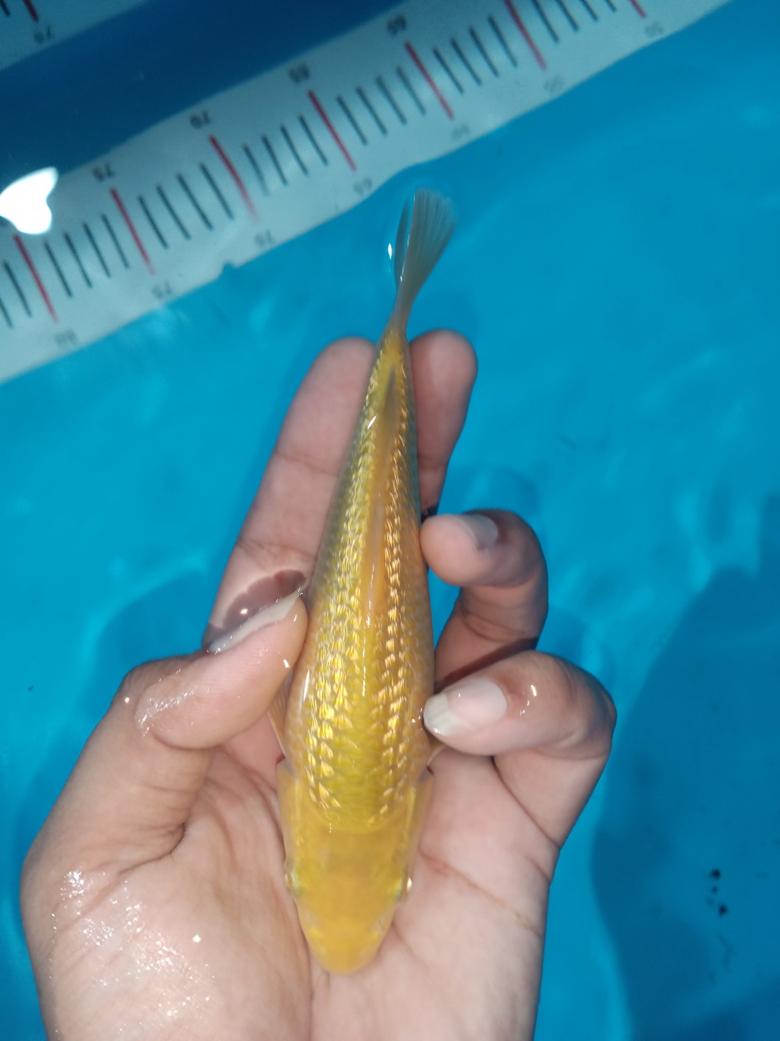Juara 1