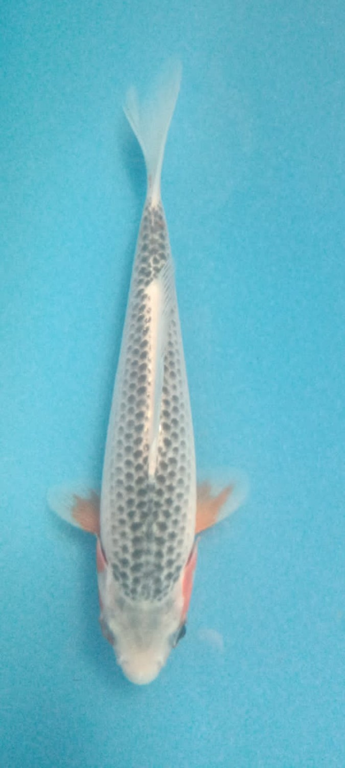Juara 1