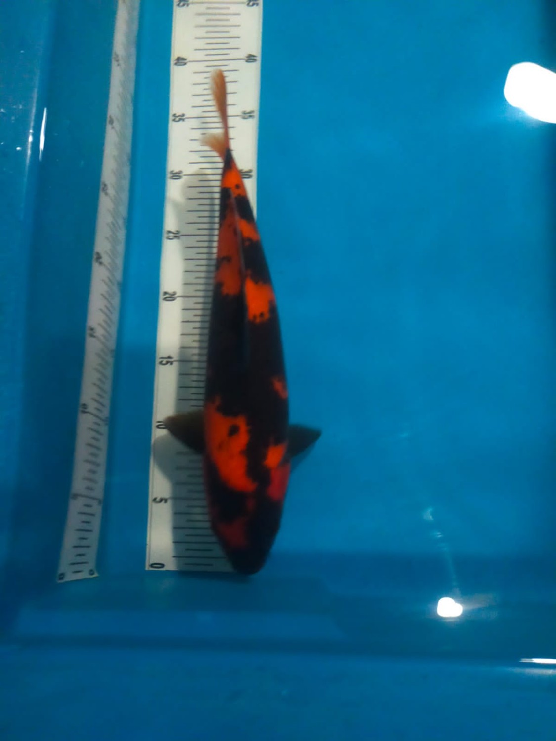 Juara 1