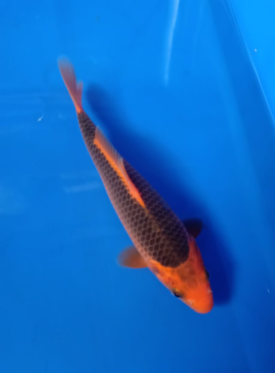 Best In Size E 16-20 Cm