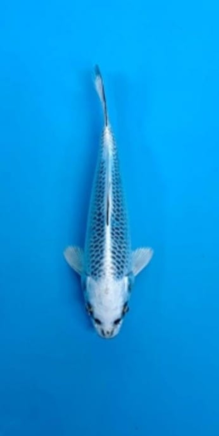 Best In Size E 1 -15 Cm
