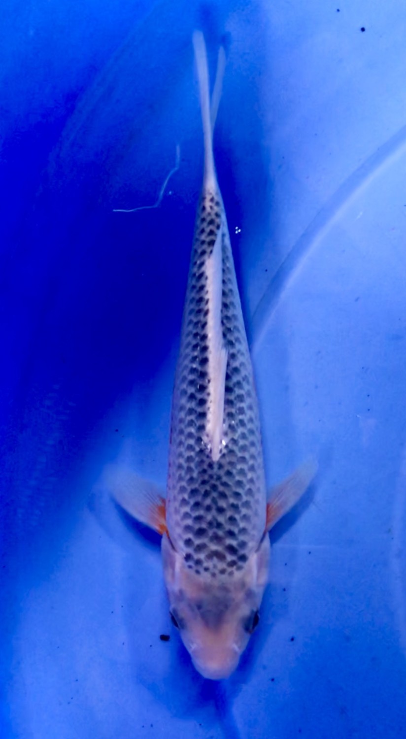 Juara 4