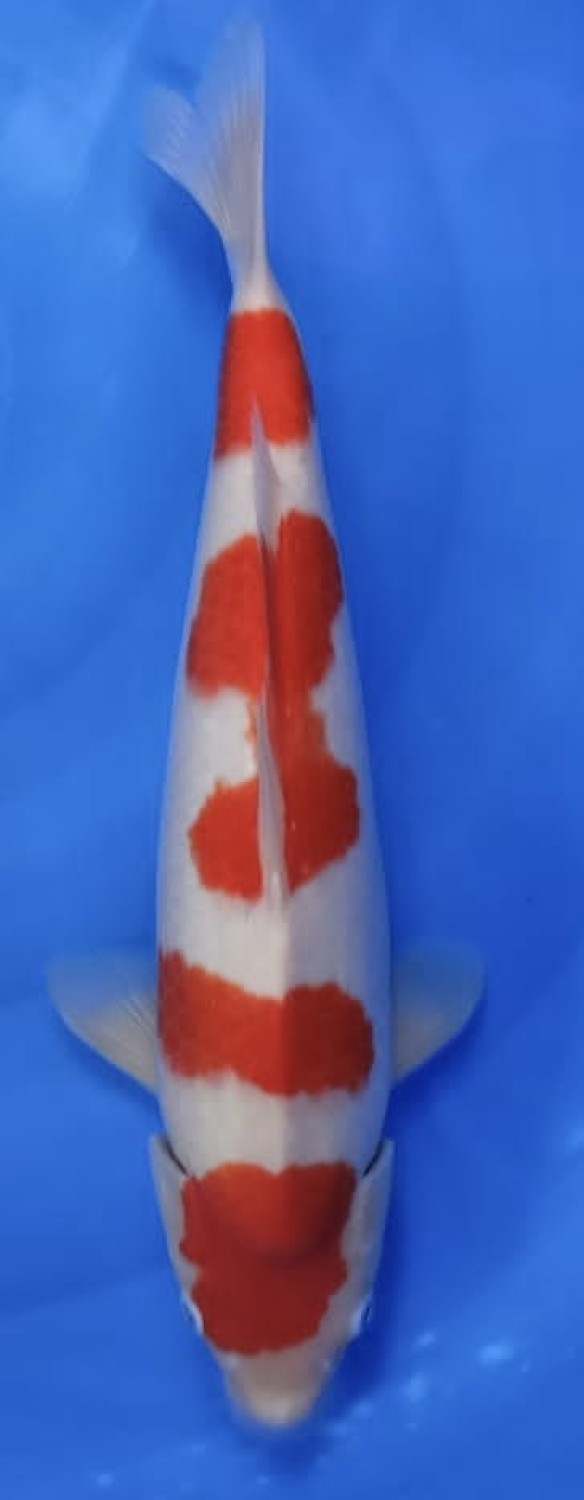 Juara 1