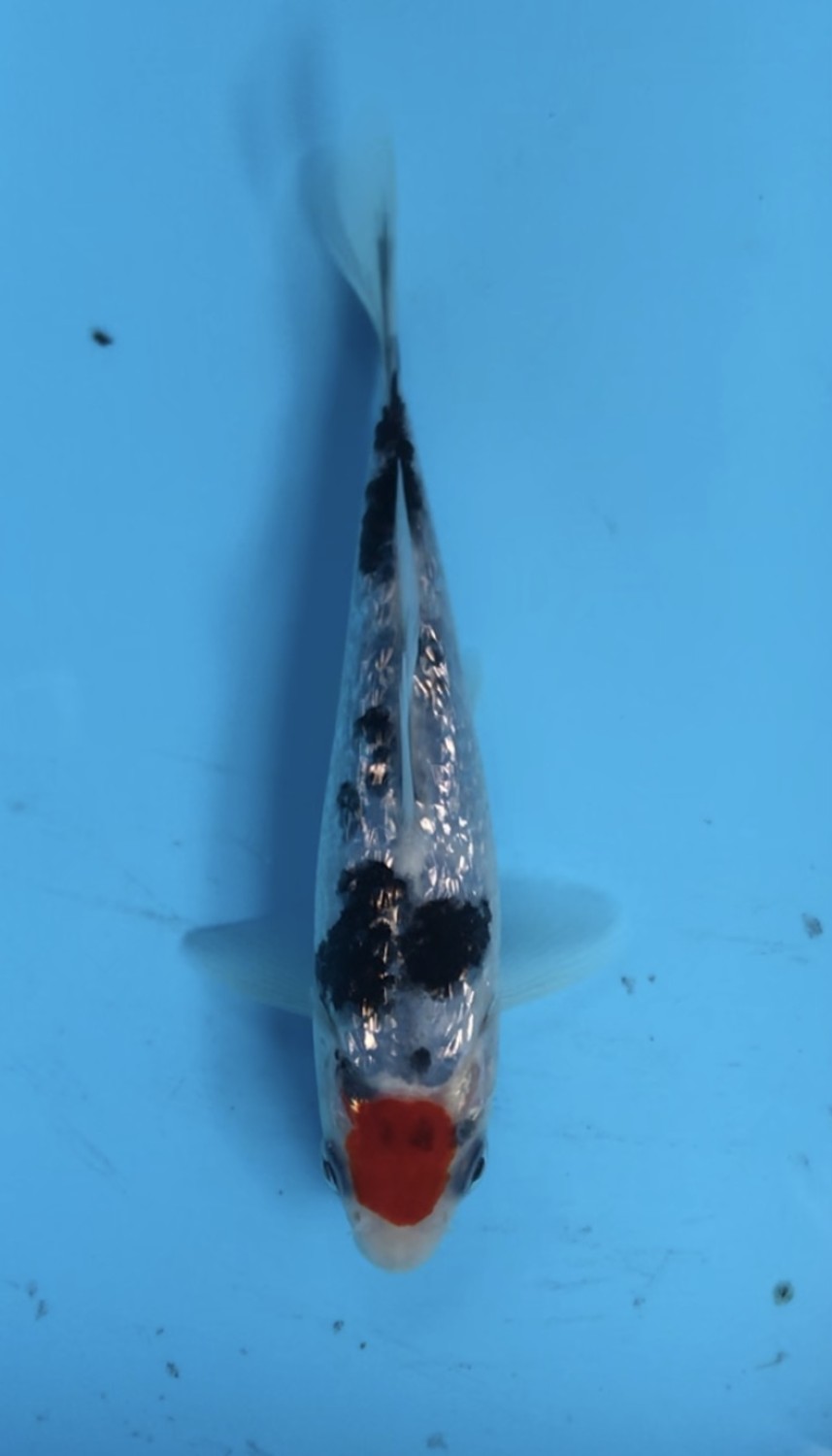 Juara 2