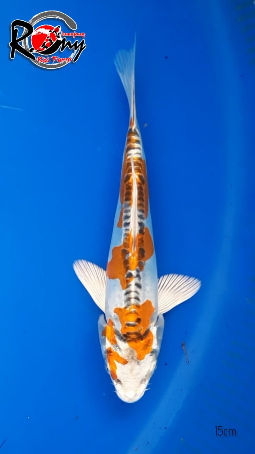 Juara 1