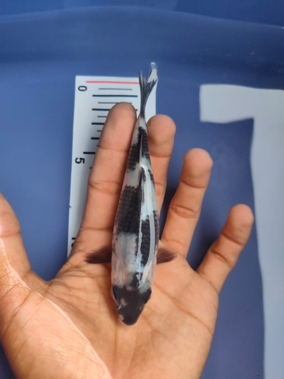 Juara 2