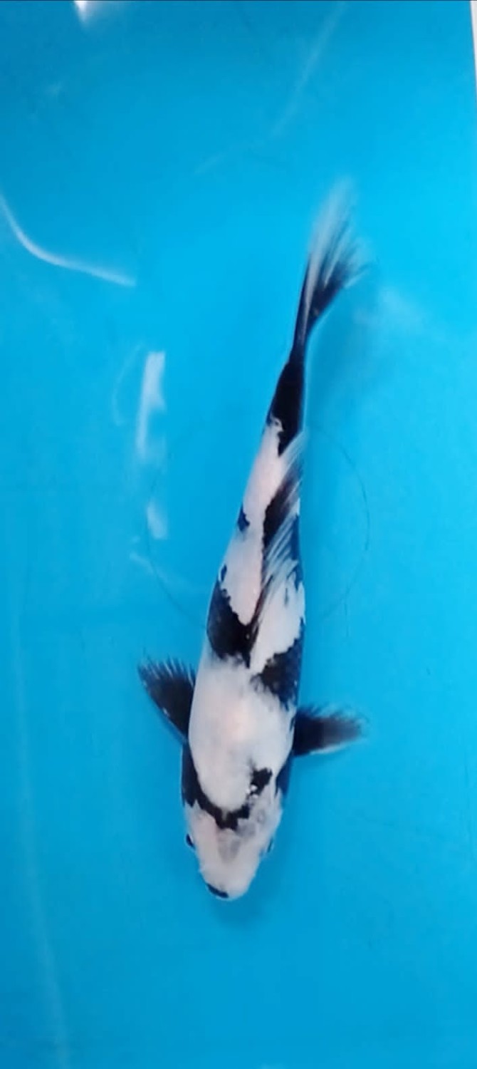Juara 2