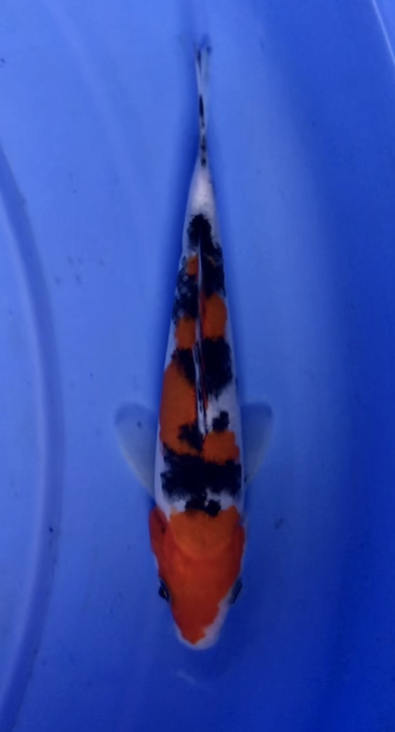 Juara 1