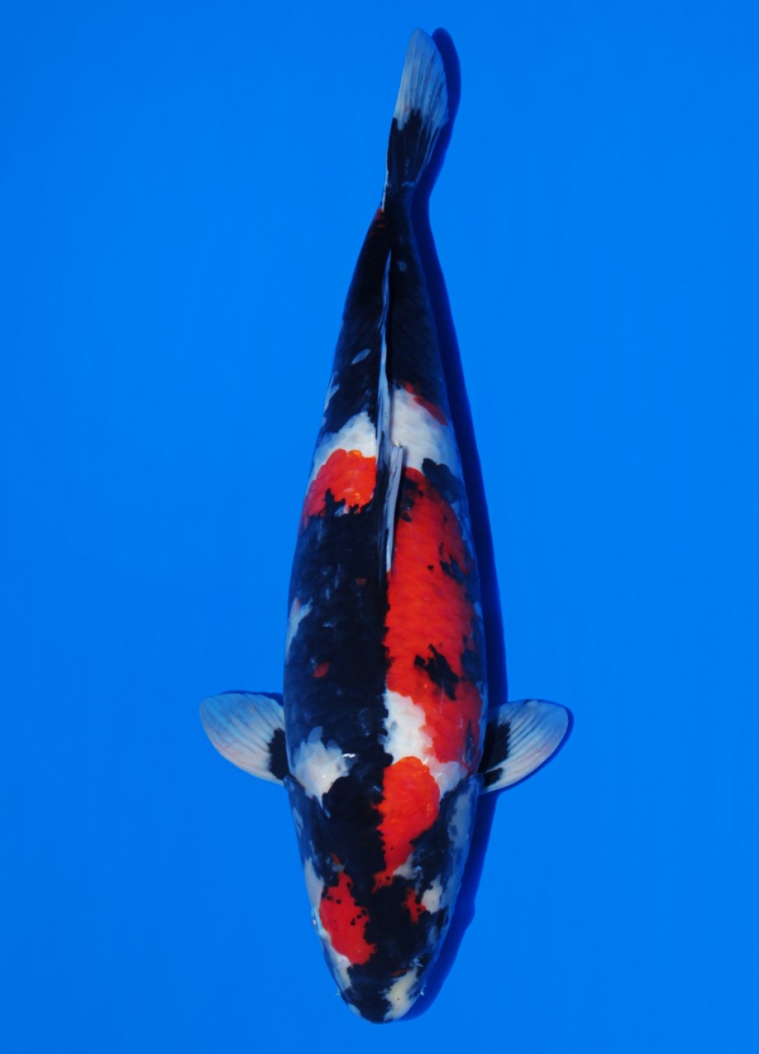 Juara 1