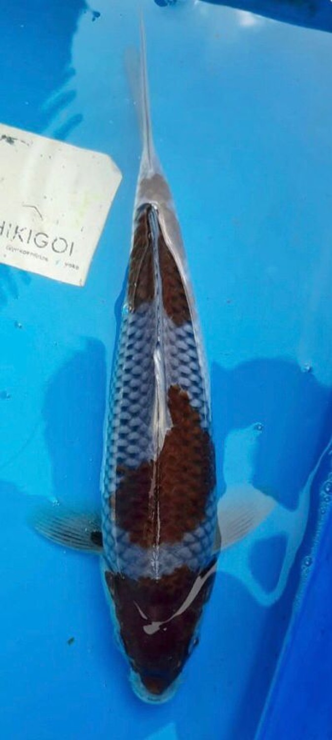 Juara 4