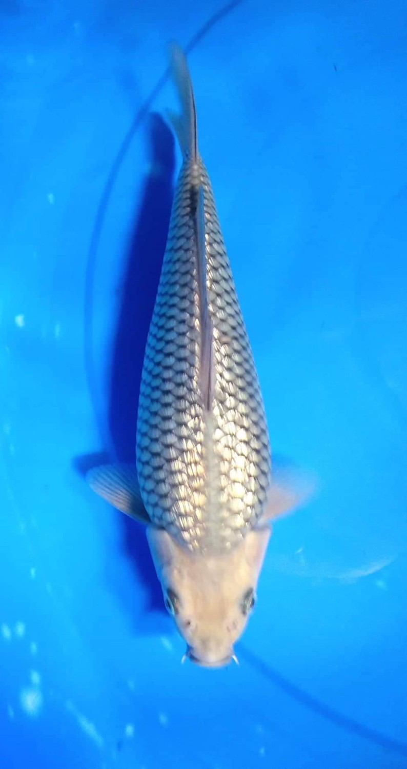 Juara 5