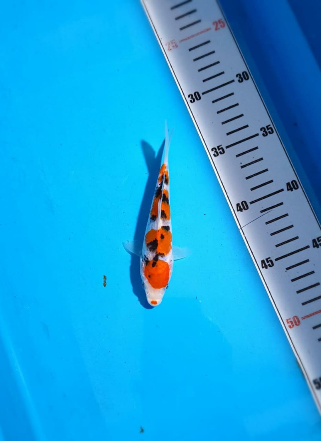 Best In Size A 1 -15 Cm