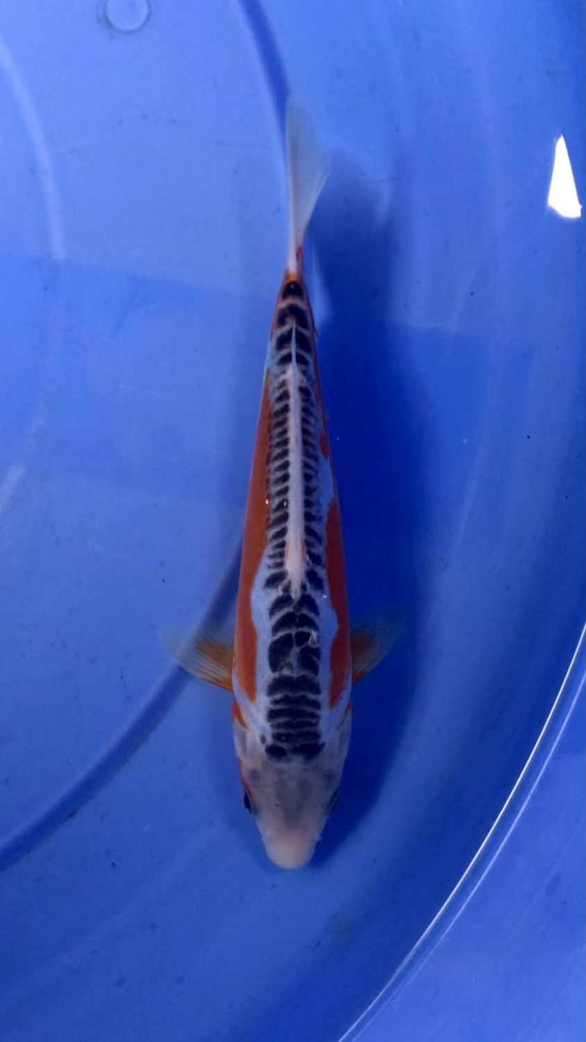 Juara 1