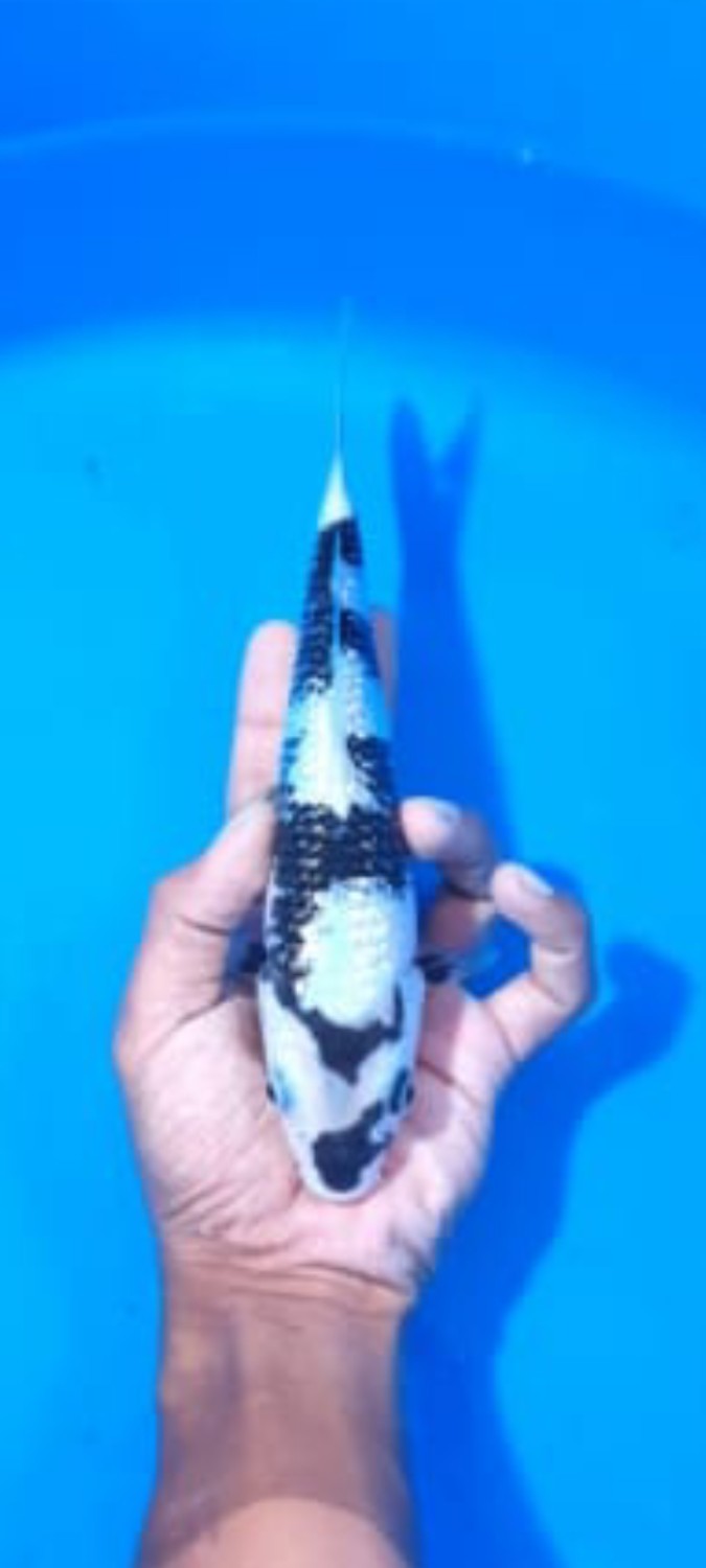 Best In Size C 21-25 Cm