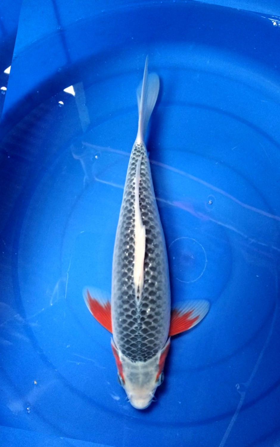 Juara 1