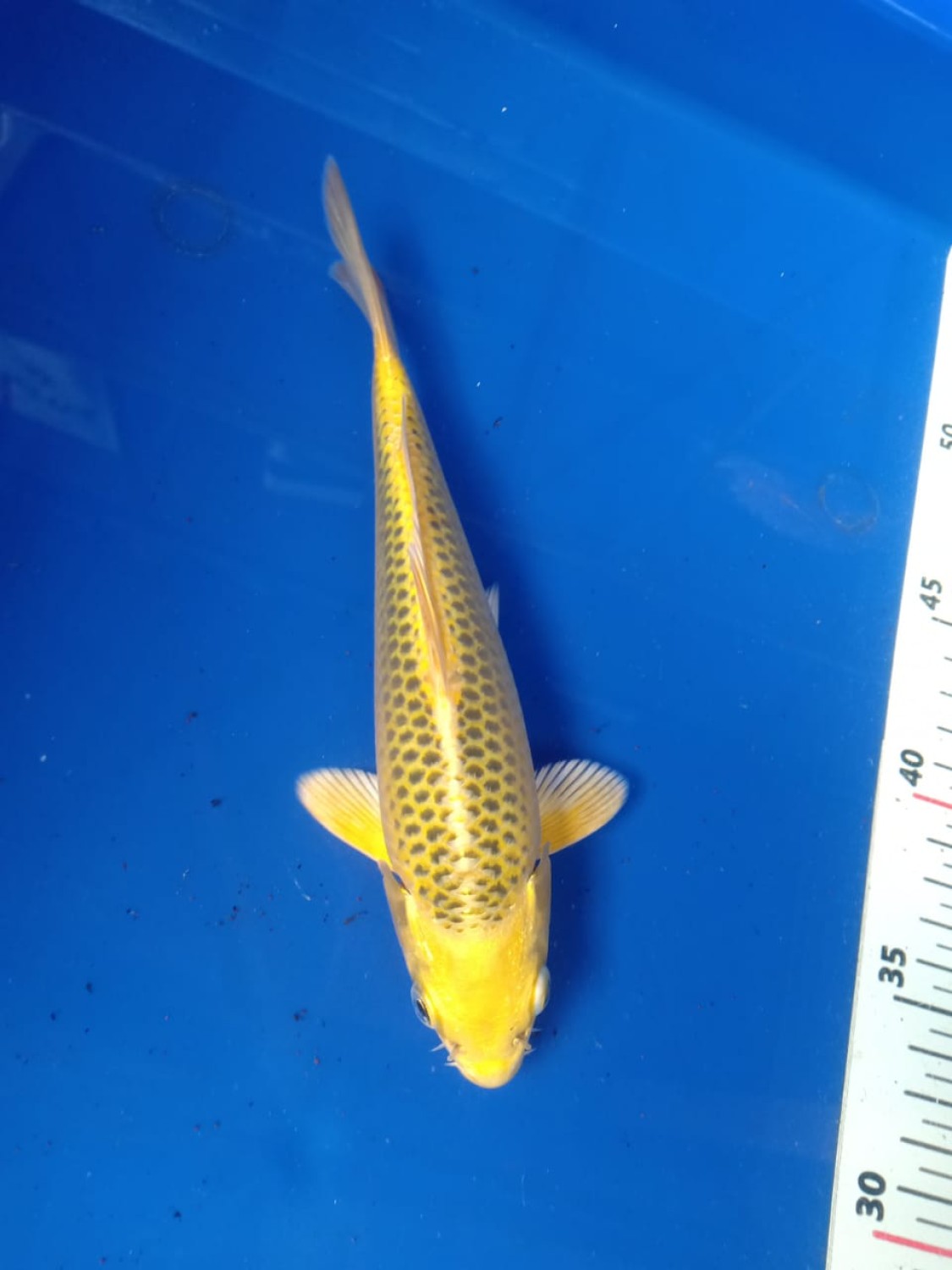 Best In Size E 21-25 Cm