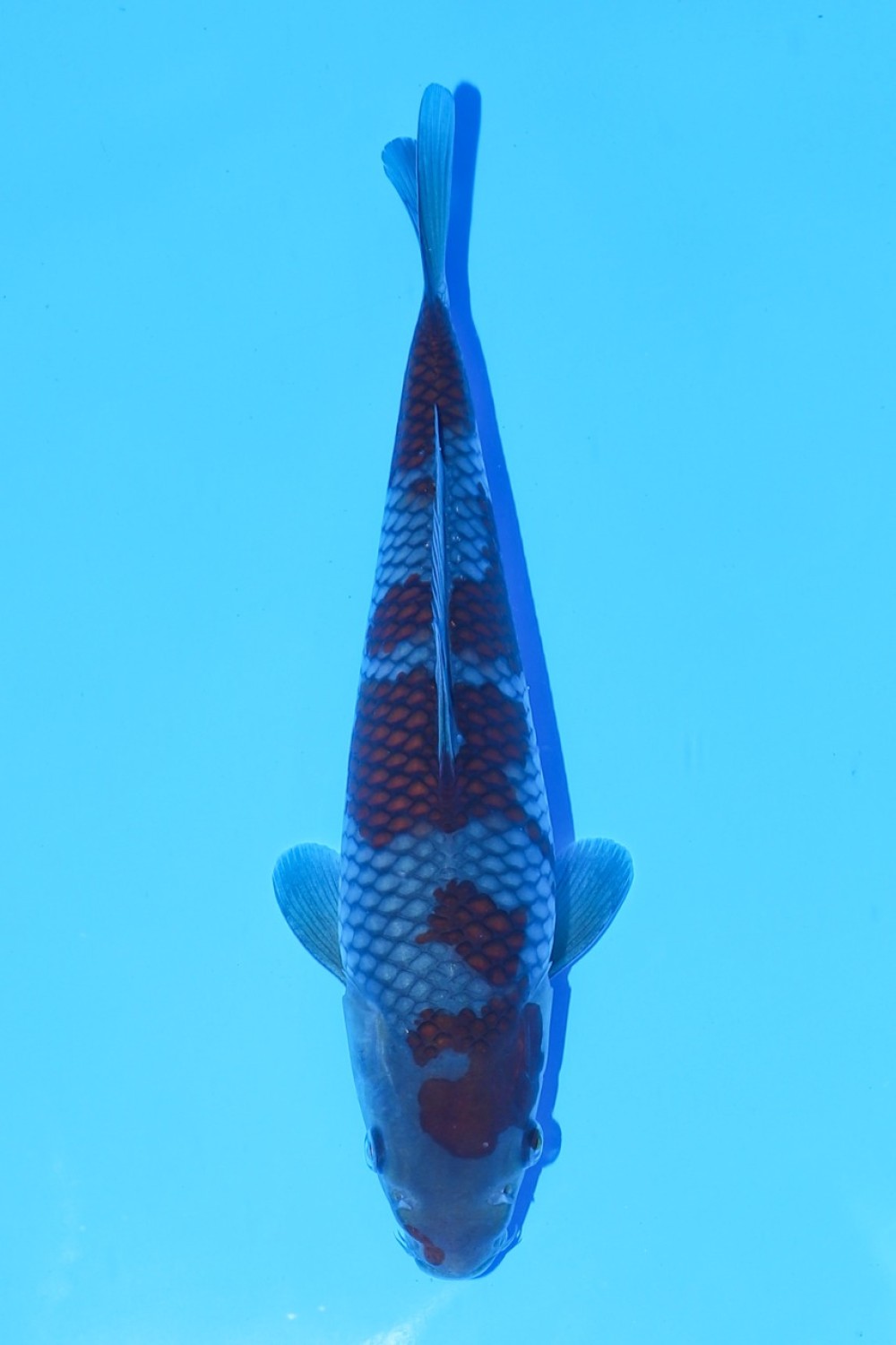 Juara 1
