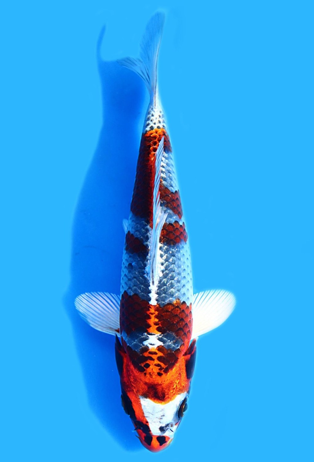 Juara 5