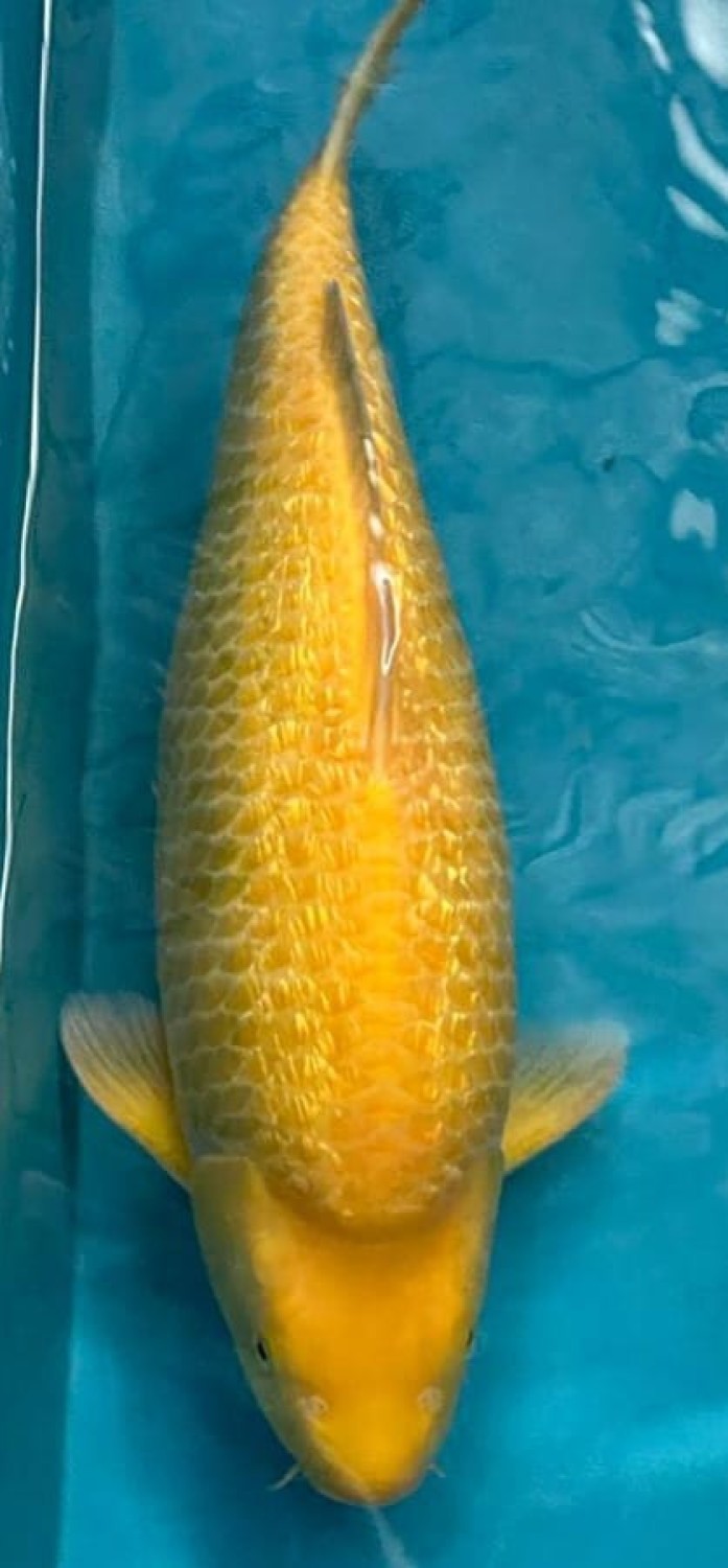 Juara 3