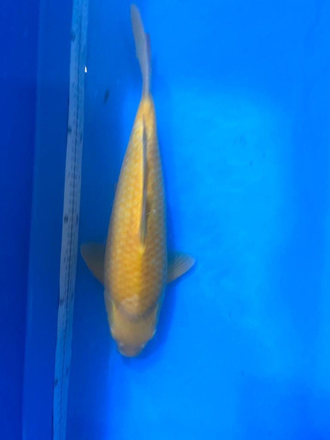 Juara 2
