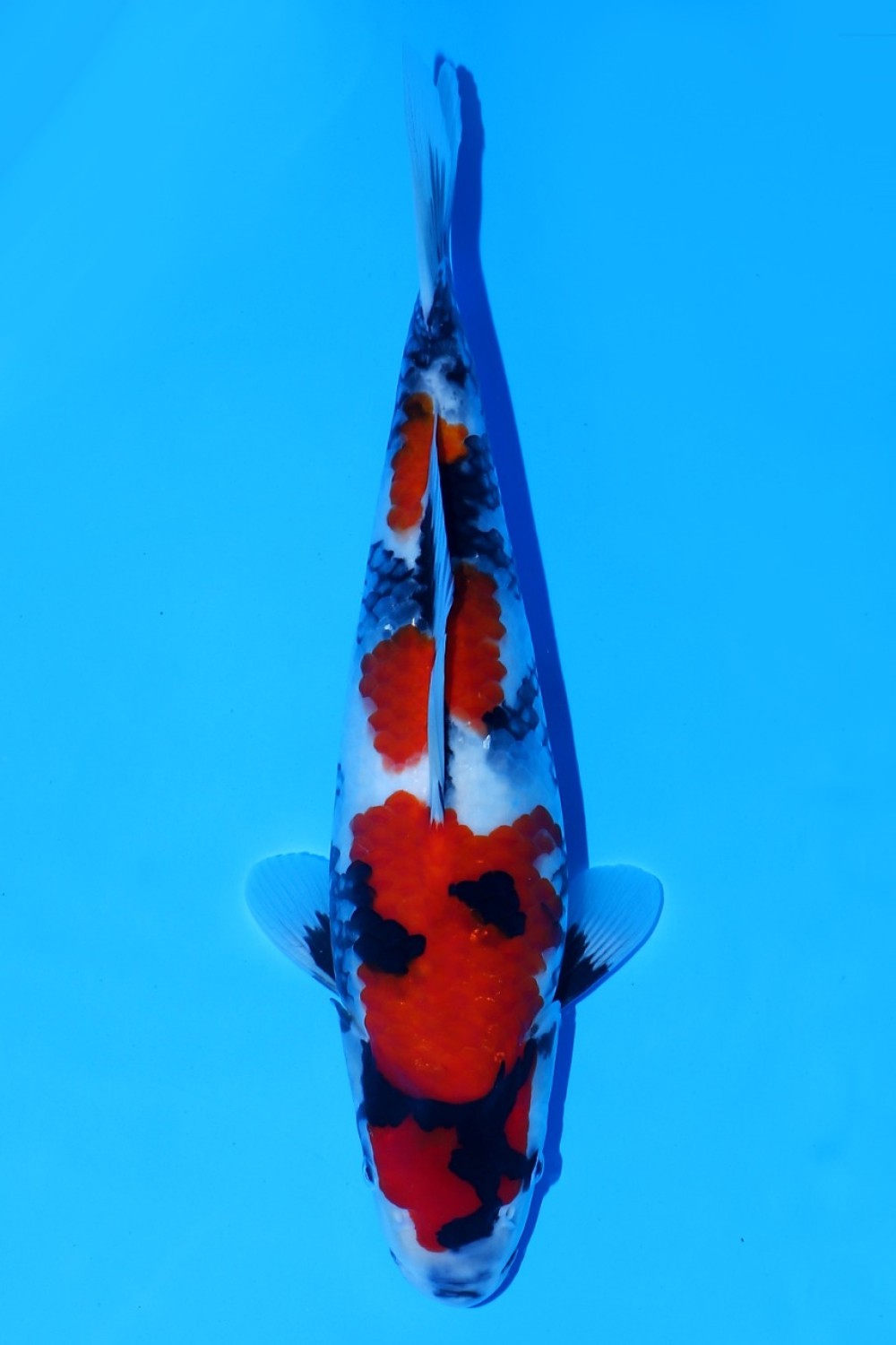 Juara 2