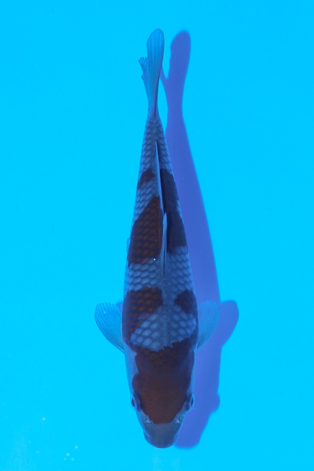 Juara 2