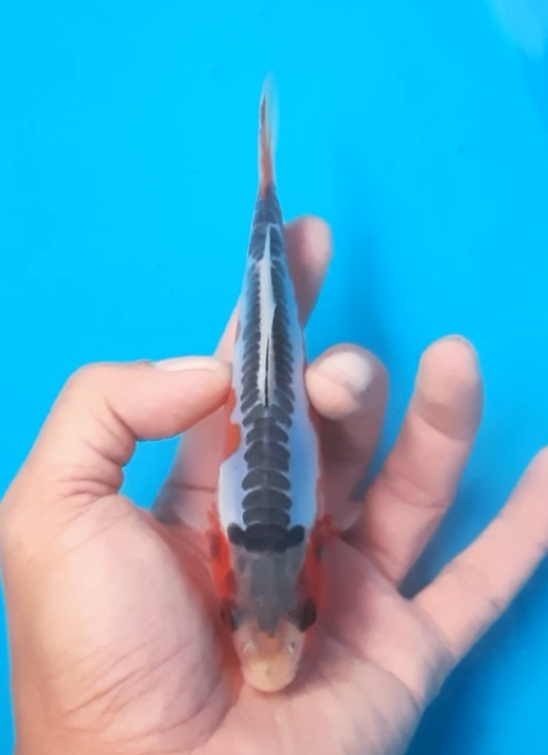 Juara 5