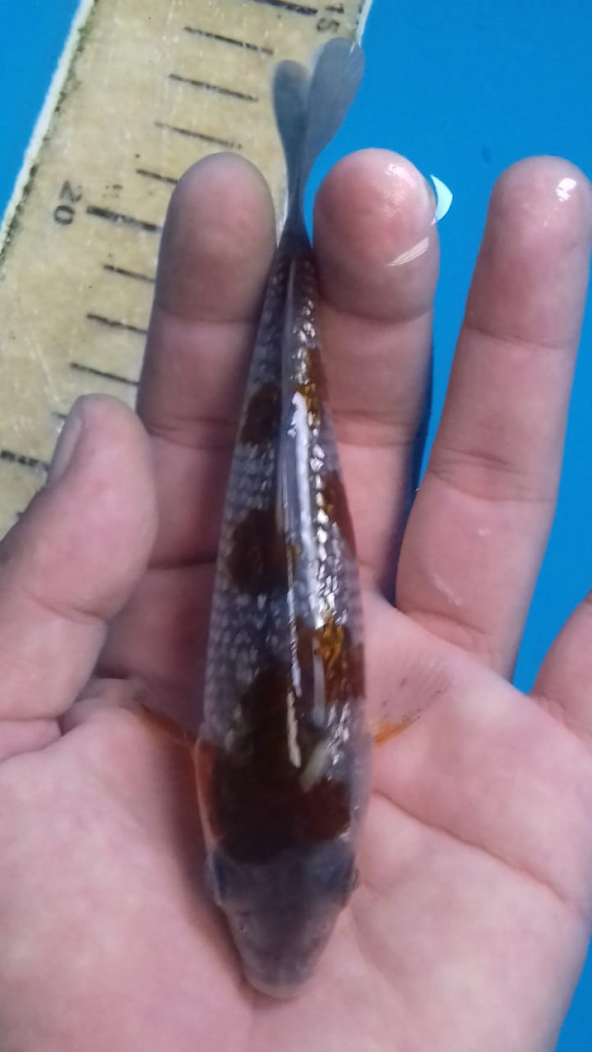Juara 5