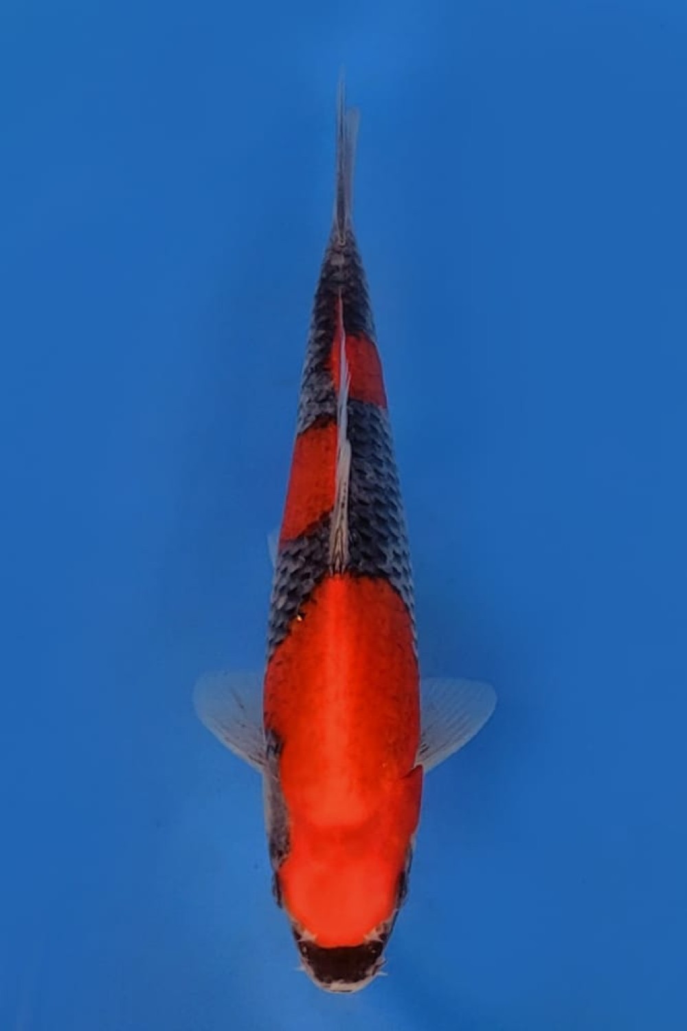 Juara 1