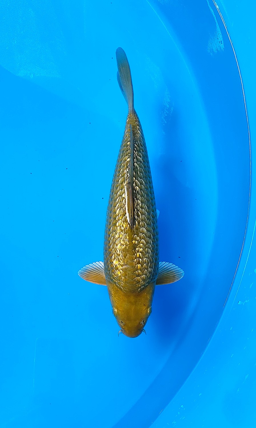 Juara 4